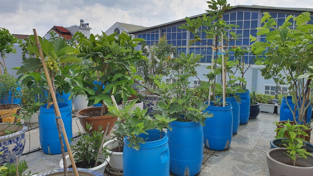 Thùng phi nhựa 50 lit sử dụng trồng cây tại bình dương